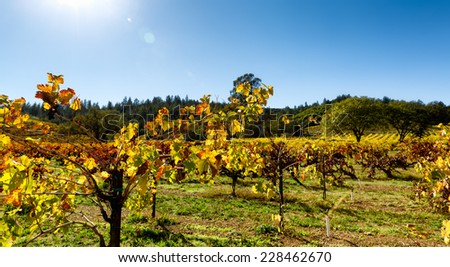 Grape leaves with fall color after the harvest in a California wine country vineyard. Close up leaves are back lit with sun flare. Copy space.