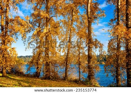 Seattle golden fall foliage at Lake Washington, with brilliant blue water and sky in the background.
