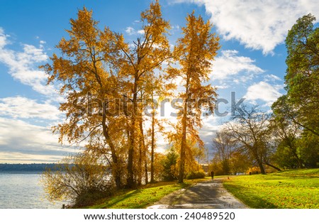 Seattle Lake Washington in autumn. Tall trees with golden leaves are back lit by the sun and a bright blue sky with clouds. A person walks on the path by the lake, shows scale of the towering trees.