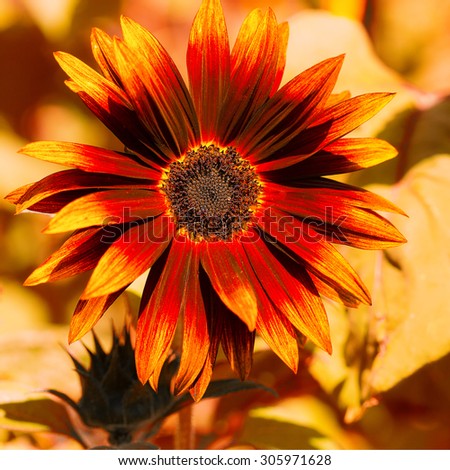 Sunflower in bright autumn colors of red and gold. Close up detail. Square format
