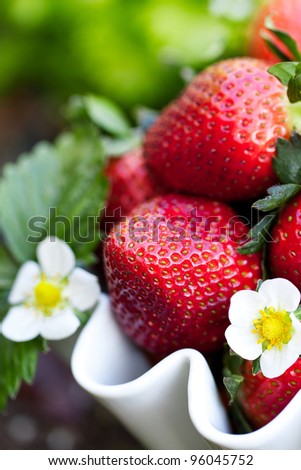 Fresh strawberries in a white dish against a background of green leaves and strawberry flowers. Close up with texture and detail