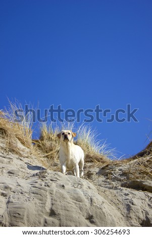 Yellow labrador retriever is watching over the beach from a dune with a clear blue sky