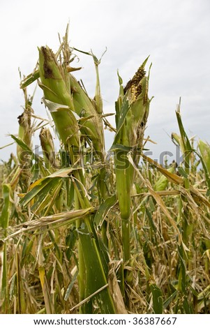 Hail damage to corn crop