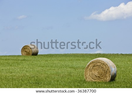 Rolled bales of hay on a farm