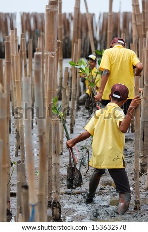 Young volunteer planting  mangroves tree in reforestation activity