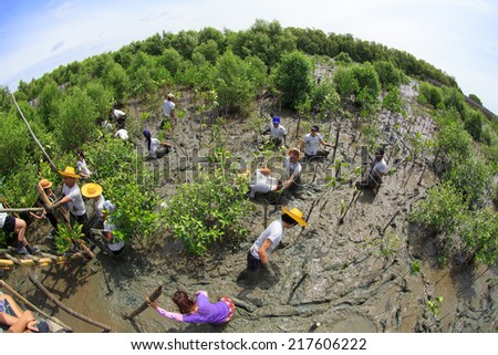 Samutsakorn Thailand, 16 September: Volunteers join together and plant young tree in deep mud in mangrove reforestation project on September 16, 2014 in Samutsakorn Thailand.