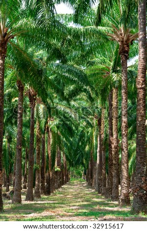 Palm oil tree in south of Thailand