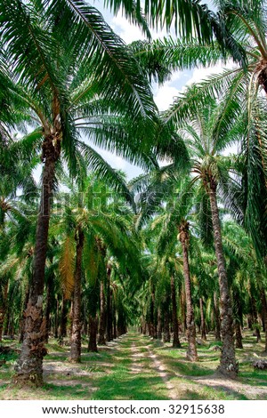 Palm oil tree in south of Thailand