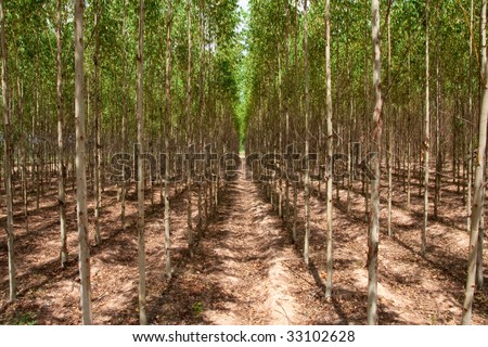 eucalyptus research papers eucalyptus research papers