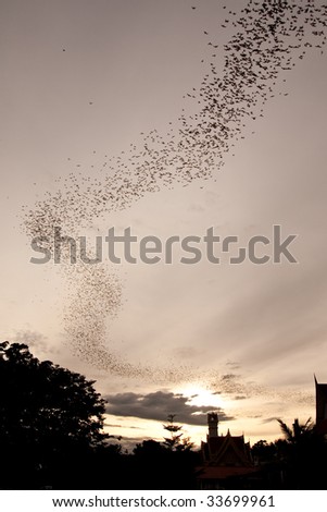 Million of bats seeking for food in evening, Thailand
