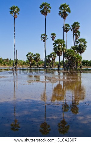 toddy palm