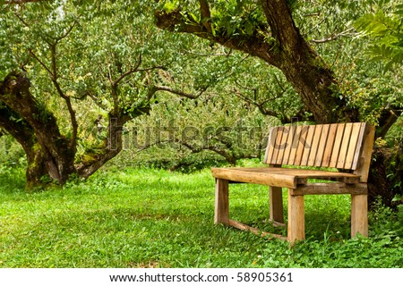 Wood bench in forest