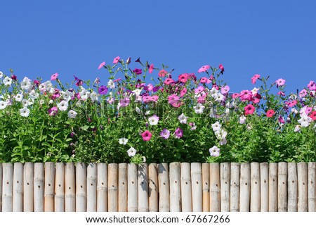 Flowers over bamboo fence and blue sky