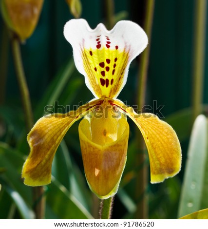 paphiopedilum gratrixianum orchid, lady-slipper or lady\'s slipper