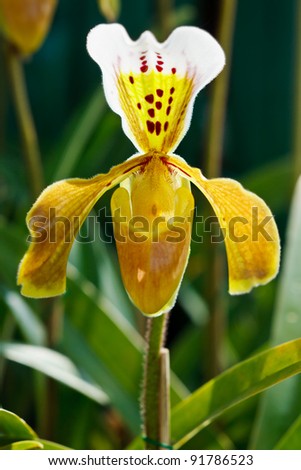 paphiopedilum gratrixianum orchid, lady-slipper or lady\'s slipper