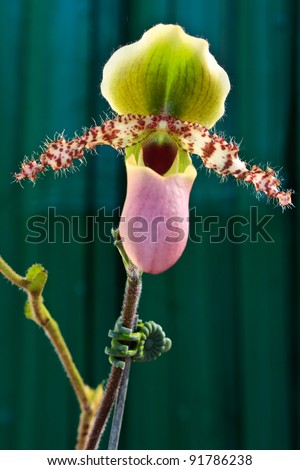 paphiopedilum primulinum orchid, lady-slipper or lady\'s slipper