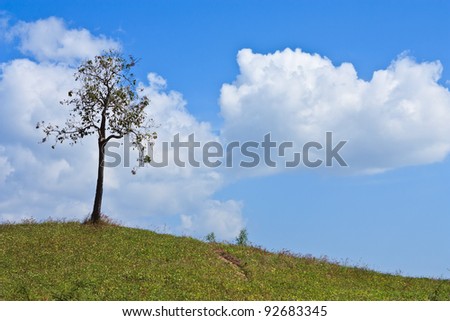 One tree on hill and blue sky