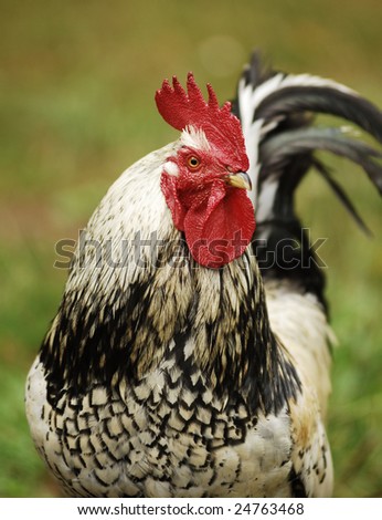 A Rooster runs wild in a field.