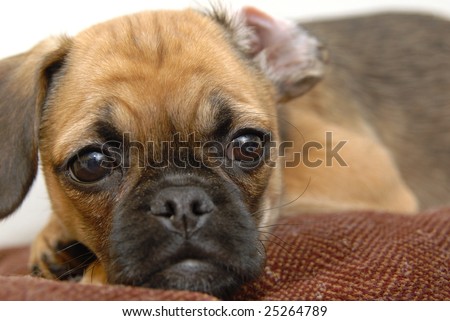 Puggle Puppies on Bone Puggle Puppy Greeting Watchdog Puggle Puppy Find Similar Images