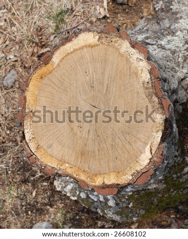 A cut tree exposes the tree rings of a pine.