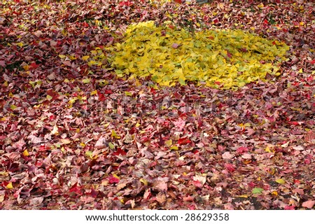 Autumn leaf piles separated into a yellow file within a greater red pile. wow