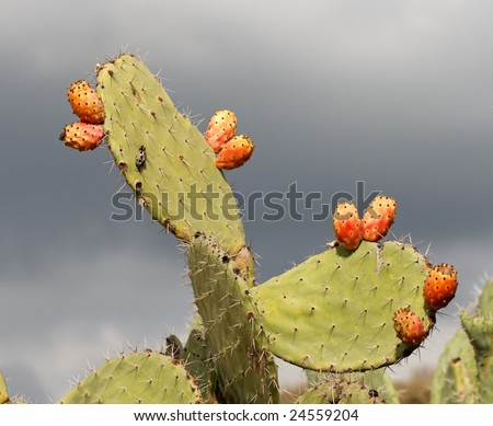 Fruits of tzabar cactus, or  prickly pear (Opuntia ficus Indica)