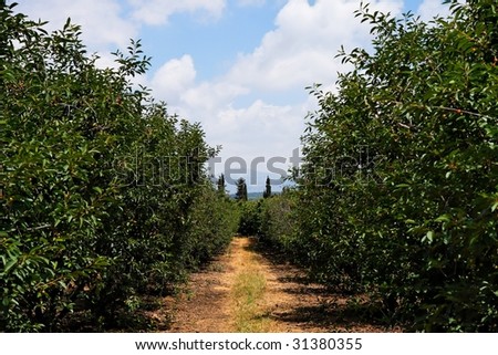Road in the cherry orchard in summer