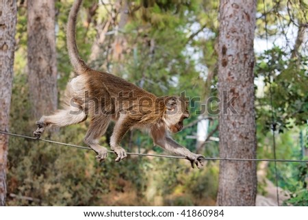 Rope-walking monkey
