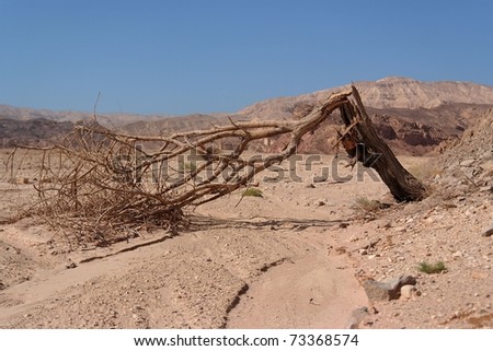 Broken acacia tree over the dry creek  in the desert