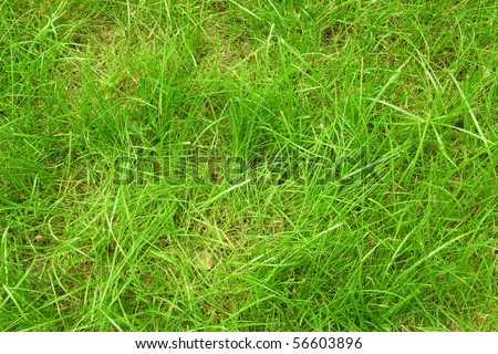 A grassy lawn, top view. Bright green grass background for the message about health, beauty and youth