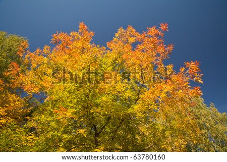 Color burst of autumn foliage