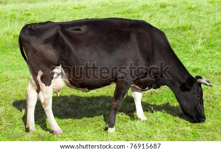 Black cow grazing in a green meadow, side view