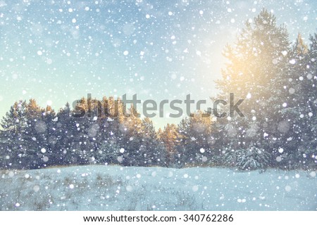 Winter snow scene with forest background