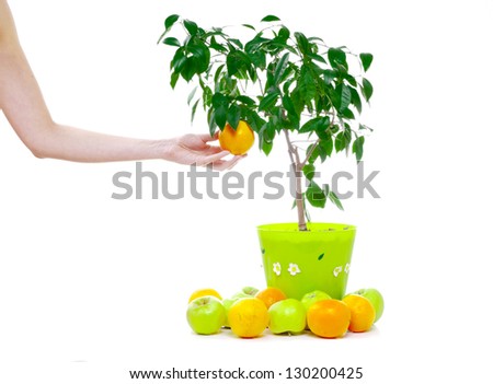 Woman\'s hand tear down an orange from a small tree in the pot. White background.