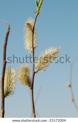The buds and yuong leafs of a willow against blue sky