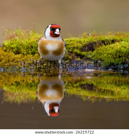 Drinking goldfinch reflecting in water