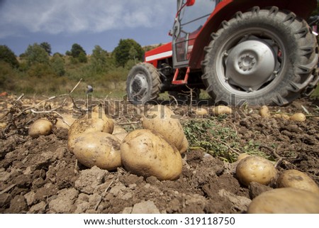 fresh organic potatoes in the field. working in potato field with tractor