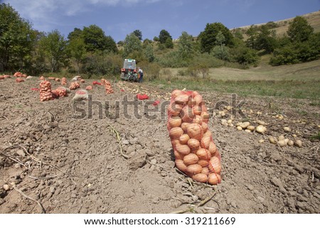 fresh organic potatoes in the field. working in potato field with tractor
