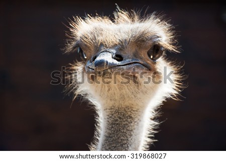 close-up of head of ostrich; background ostrich; head of ostrich