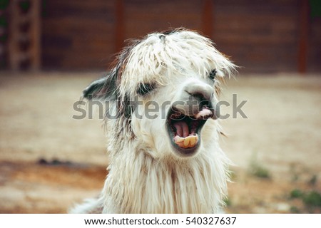 funny alpaca smile and teeth; white llama close-up
