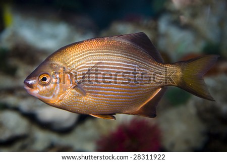 Close up colorful cold-water sea fish in a aquarium