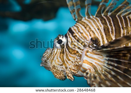 Chinese Tailbar Lionfish