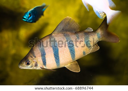six barred distichodus fish