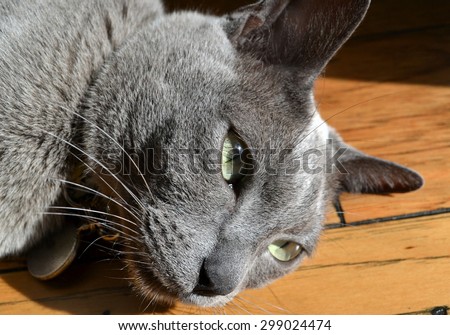 Blue Burmese cat resting on a hardwood floor