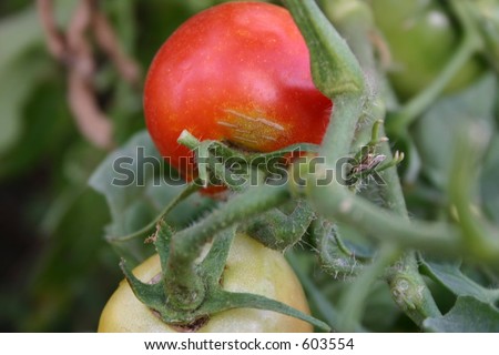 Firm Ripe Tomatoes on Vine