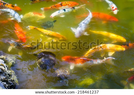 Fishes in a pond in a Japanese garden. Miami, USA.