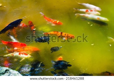 Fishes in a pond in a Japanese garden. Miami, USA.