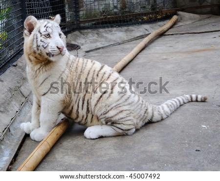 White tiger. Gift to the Ukrainian Prime minister Yulia Timoshenko. His name Tigeryulia. The tiger lives in a zoo, Yalta, Crimea.