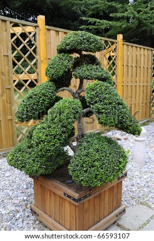 PARTENIT, UKRAINE - OCTOBER 18: the Exhibition of garden art of cultivation of dwarfish trees bonsai, ilex crenata 