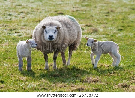 sheep with two lambs, the left one is handicapped on the front legs